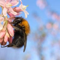 Tree Bumblebee (Bombus hypnorum) 